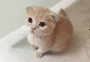 折耳猫娱乐吃瓜,揭秘娱乐圈吃瓜背后的真相与趣味