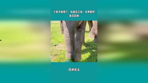 娱乐吃瓜小象是谁,网络红人的崛起之路