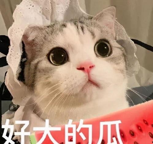 娱乐吃瓜酱内向的小猫