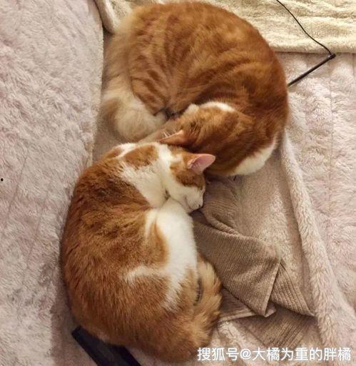 娱乐吃瓜酱内向的小猫
