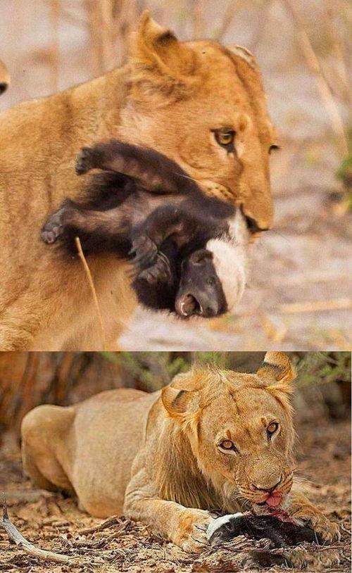 娱乐吃瓜酱动物