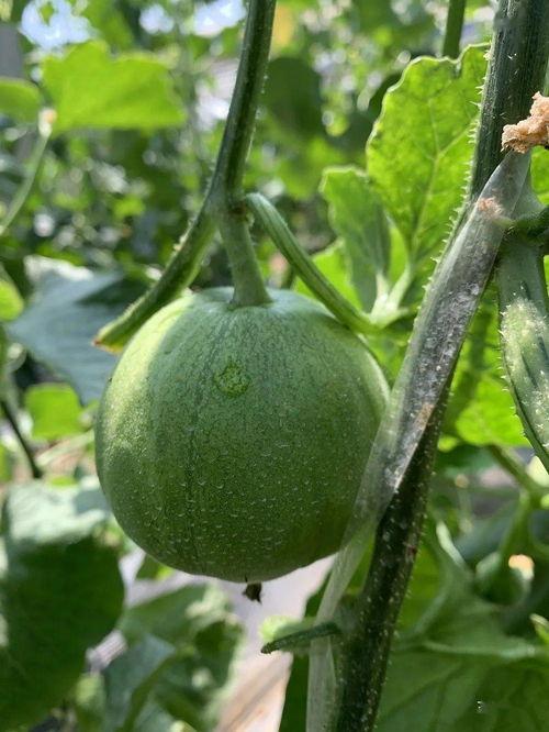 娱乐吃瓜酱的瓜,吃瓜酱带你探秘明星幕后故事