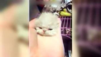 吃瓜娱乐喵,揭秘娱乐圈那些事儿