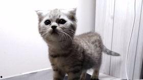 吃瓜娱乐喵,揭秘娱乐圈那些事儿